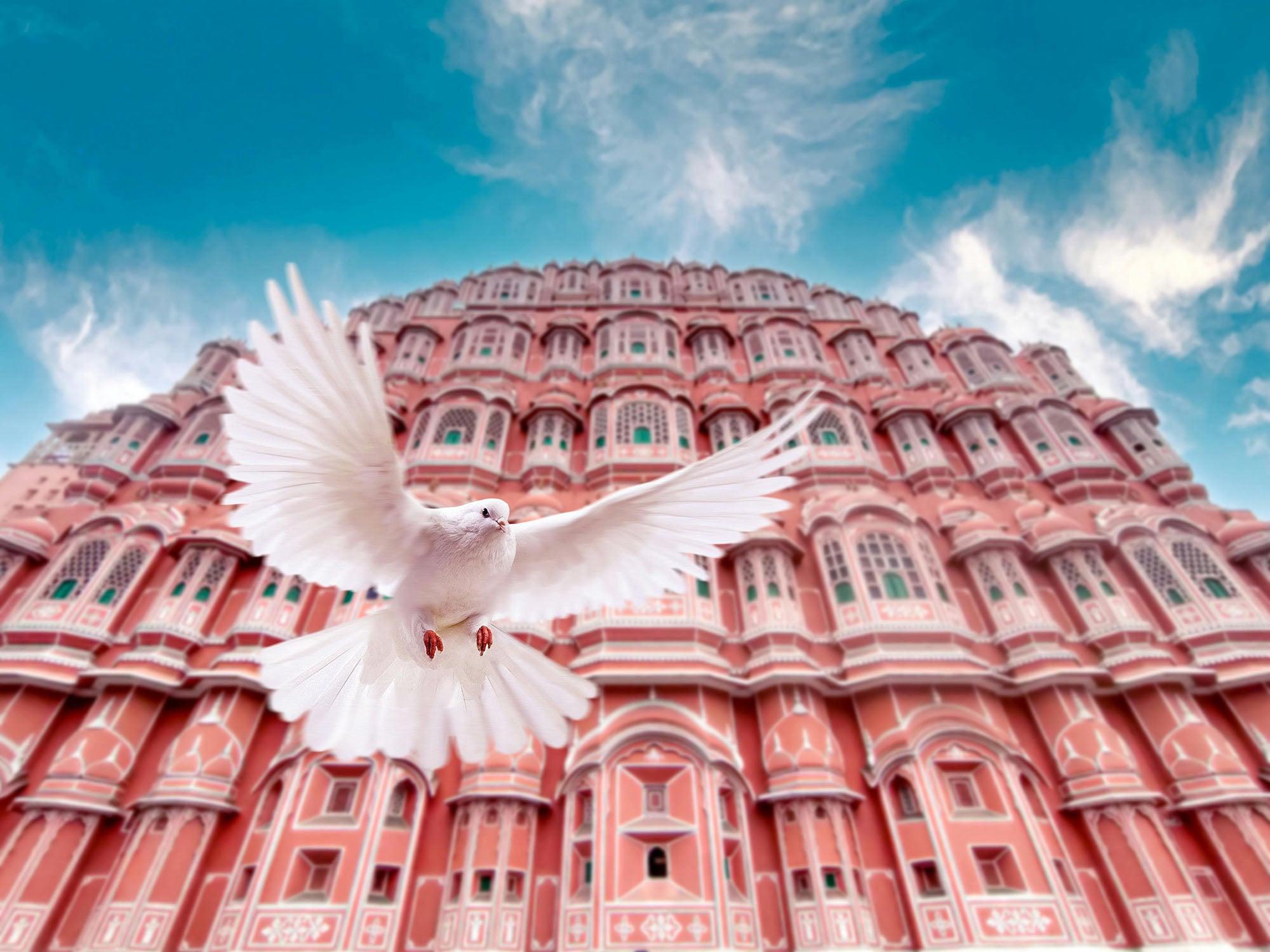 While dove flying in front of Hawa Mahal Palace, Jaipur, India